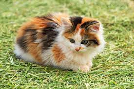 Calico cats are some of the coolest cats there are. Attitudes Of Calico Cats Lovetoknow