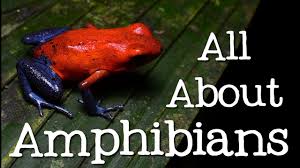 Most amphibians spend parts of their life in aquatic environments and part in the terrestrial. Amphibians Theschoolrun