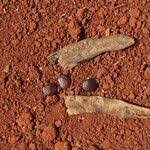 Image result for Millettia eetveldeana