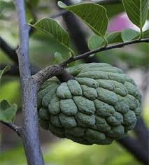 Image result for Annona reticulata