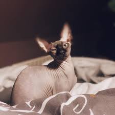 Even though they would almost always rather be cuddling, sphynx cats are natural athletes and playful pals. Sphynx Limited Home Facebook