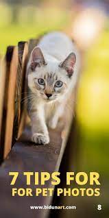 How To Take Better Cat Portraits Cute Pet Photo Ideas With Natural Light Pet Photography Tips Animal Photography Holiday Pet Photography