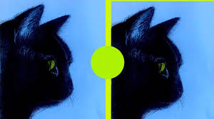 Check spelling or type a new query. How To Draw A Realistic Black Cat Easy Step By Step Dark Black Cat Sketch Drawing Session Youtube