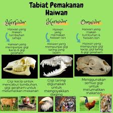 · ayam makan jagung dan cacing tanah. Haiwan Boleh Dikelaskan Pusat Tuisyen Seri Amal Facebook