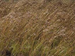 Image result for Eragrostis sclerantha