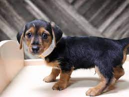 These lovable, playful dorkie puppies are a cross between a dachshund and a yorkshire terrier. Dorkie Dog Male Blk Tan 2126303 Petland Racine Wi
