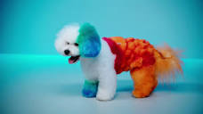 Best in Show: Gabriel & Monse's Goldfish Groom - Pooch Perfect ...