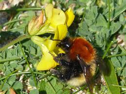 Image result for Bombus magnus