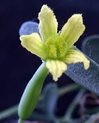 Image result for Kedrostis africana