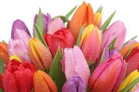Tulip Flower Meaning Flower Meaning