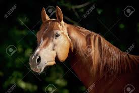 Here you can explore hq arabian horse transparent illustrations, icons and clipart with filter setting like size, type, color etc. Red Arabian Horse Portrait In Dark Stock Photo Picture And Royalty Free Image Image 9385201