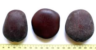 Image result for Entada stuhlmannii