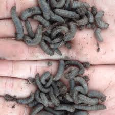 In the northern part of its range, populations can … Get To Know Your Grubs Ontario Grain Farmer