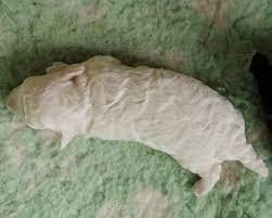 L' allevamento riconosciuto dall' enci di casa lucrezia è situato nei colli berici nella tranquilla località di san giovanni in monte (barbarano vicentino) a quattro passi da vicenza e padova. Pin Su Annunci Cuccioli Di Razza