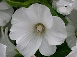 An Easy Growing Guide For Cultivating Stunning Lavatera Mallows Garden And Happy
