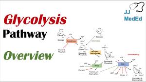 Glycolysis Pathway Enzymes Regulation And Products