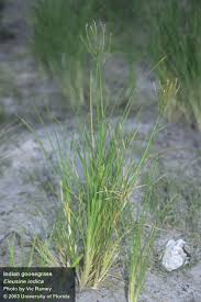 Image result for Eleusine