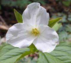Trillium Grandiflorum Wikipedia Vancouver Island Bc Plant Identification Herbaceous Perennials Macro Photography Flowers