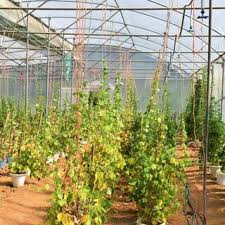 Image result for Macrotyloma ellipticum