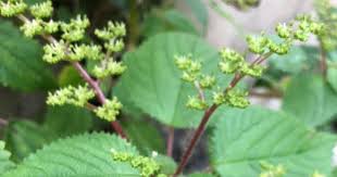 Image result for Laportea ovalifolia