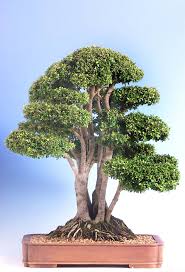 Shirey no dia 13 de julho de 2009. Pedro S Bonsai Con Su Primo Carlos Bonsai Bark