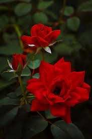 You Re Invited Flickr Photo Sharing Flowers Beautiful Flowers Red Roses