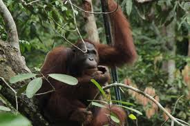 All tickets prices are provided directly by our partners in real time. Ost Malaysia Sabah Reise Borneo Rundreise Dimsum Reisen