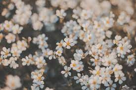 Pin By Evelyn On Backgrounds Vintage Desktop Wallpapers Cute Desktop Wallpaper Aesthetic Desktop Wallpaper