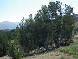 A New Challenge for Wilderness: To Intervene or Not to Intervene?