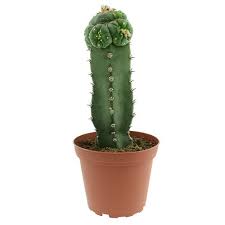 You can grow cacti from its offsets that are at the base of a. Peyote Williamsii Grafted Avalon Magic Plants