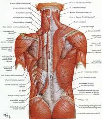 As you can see, there are also have a spine of scapula deltoid, triceps brachii, latissimus dorsi. Lower Back Muscles Human Muscle Anatomy Muscle Diagram Lower Back Anatomy