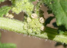 Image result for Gnidia chapmanii