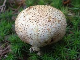 Image result for Scleroderma polyrhizon