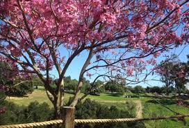 Visit Balboa Park S Japanese Friendship Garden Passport To San Diego