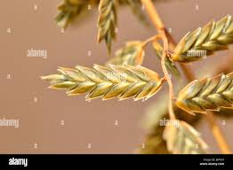 Image result for Eragrostis nindensis