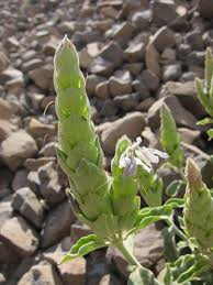 Image result for Ecbolium clarkei