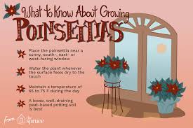 There are many benefits of dandelion such as the leaves (for medicine), flowers (source of vitamin a, potassium. 5 Facts About Poinsettias That May Surprise You