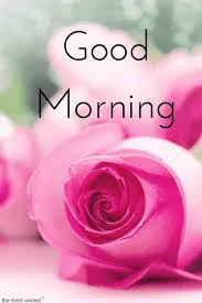 Check spelling or type a new query. Morning Rose Flower Wallpapers 46 Images