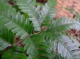Daun tropoﬁl disebut sebagai daun steril dan memiliki kloroﬁl sehingga berperan dalam proses fotosintesis dalam menghasilkan glukosa. Deskripsikan Dan Berikan Gambar Tumbuhan Paku Dan Permukaan Atas Daun Paku Dan Permukaan Bawah Daun Brainly Co Id