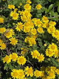 Image result for Chrysanthellum indicum