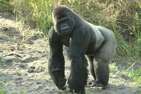 With tenor, maker of gif keyboard, add popular gorilla chest animated gifs to your conversations. Silverback Gorilla Beating Chest Google Search Silverback Gorilla Gorilla Silverback