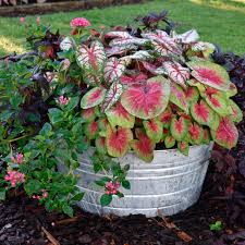 Image result for Caladium