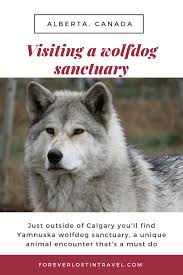 Running With The Wolves In Alberta A Visit To Yamnuska Wolfdog Sanctuary Forever Lost In Travel Wolf Dog Wildlife Travel Canadian Road Trip