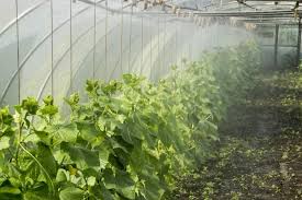 Maybe you would like to learn more about one of these? How To Increase Humidity In Greenhouse Greenhouse Planter