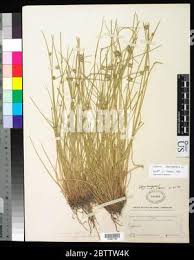 Image result for Cyperus laevigatus