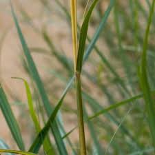 Image result for Hyparrhenia tamba