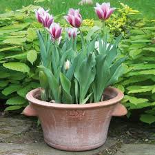 Look carefully and you will see that one side of the bulb is flattened. Terracotta Tulip Pot Manufactum Bulb Flowers Terracotta Plant Pots Plants