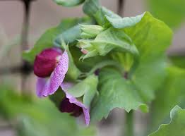 Put nasty stuff under the porch and seal it. One Vegetable One Flower One Bird At A Time Sixburnersue Com