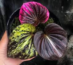 Image result for Nervilia pectinata