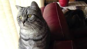 However, that's not the case at all. British Shorthair And Maine Coon Youtube